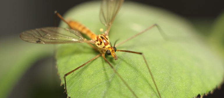 Hausmittel um die lästigen Plaggeister Mücken loszuwerden
